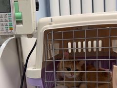 -纳吉亚猫专科动物诊疗中心(蒋宅口分院)