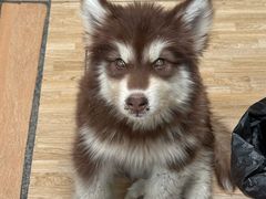 -小志家.野生菌鲜切牦牛肉牛杂火锅