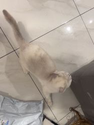 -镁连社·美联社