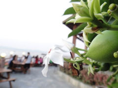 iphone_upload_pic-放鸡岛生态旅游国际度假区
