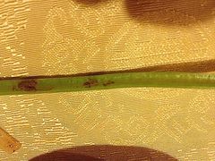 菜-得记得潮州海鲜砂锅粥(宝业路店)