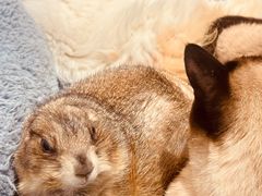 -有猫主题·治愈系猫咖(曾厝垵店)