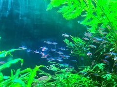 -上海海洋水族馆