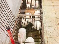 -温江公平红烧兔(总店)