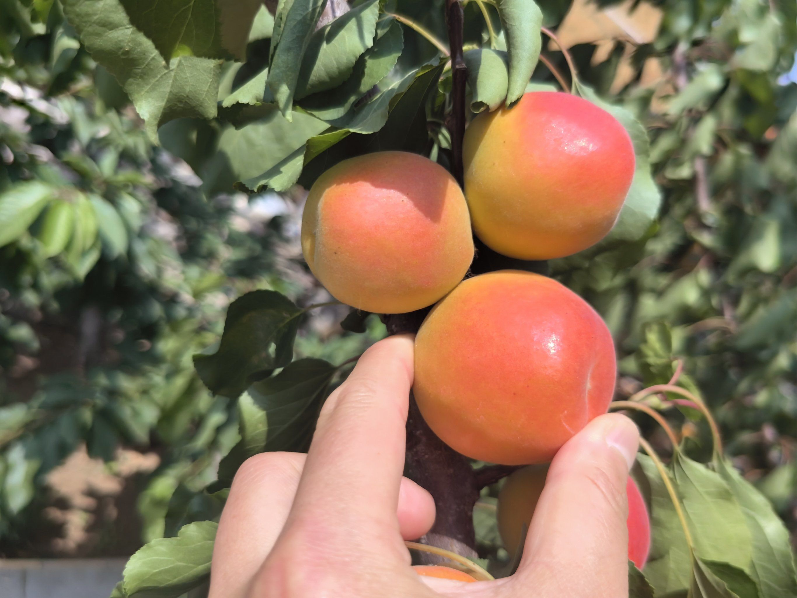 甜蜜的果实,美味的午后