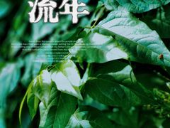 -望江楼公园