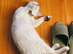 -momokira米努特·德文卷毛猫·棉花面纱犬