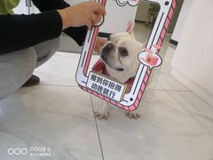 -艾吉宠物医院·疑难杂症转诊中心·猫友好(碧江路院)
