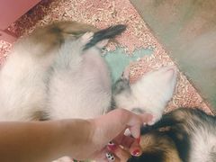 -藦茜花园宠物主题亲子互动体验馆(国顺东路店)