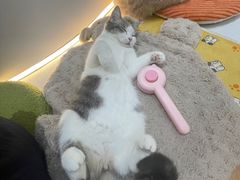 -COLOR PETS 撸猫馆·购猫·猫咖(长风大悦城店)