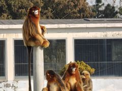 -西霞口神雕山野生动物世界