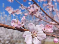 -桃花堤公园