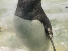 -大连圣亚海洋世界