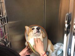 -艾贝尔宠物医院·狂犬免疫点(江山金象城店)
