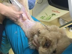 -创凡宠物医院·骨专科  猫科中心(西乡分院)