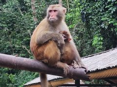 -西双版纳原始森林公园