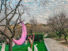 -香雪海
