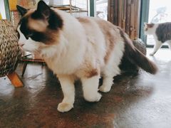 -喵屿·大理花园猫咖