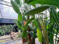 -桉树林A coffee 森林餐厅(三圣乡店)