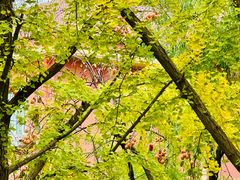 -三里屯东五街银杏大道