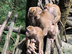 -普洱太阳河森林公园