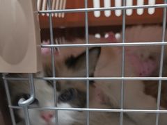 -纳吉亚猫专科动物诊疗中心(蒋宅口分院)