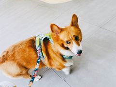 -爱佳宠物中心医院·骨外科·猫专科·急重症(瑶海万达店)