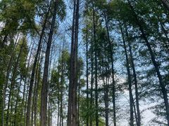 -渤公岛生态公园