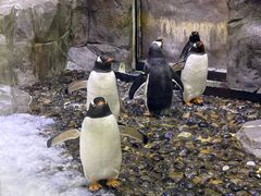 -迪拜水族馆及水下动物园