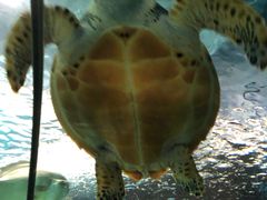 -上海海洋水族馆