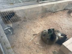 -深圳野生动物园