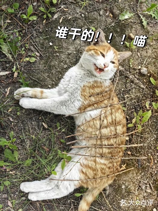 同济大学(嘉定校区)图片