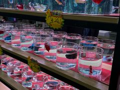 -中环花鸟鱼虫市场