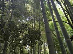 -汉拿树木园