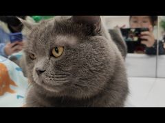 -COLOR PETS 撸猫馆·购猫·猫咖(长风大悦城店)