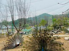 -丽泽山庄·生态怀柔菜·虹鳟鱼(红螺寺店)