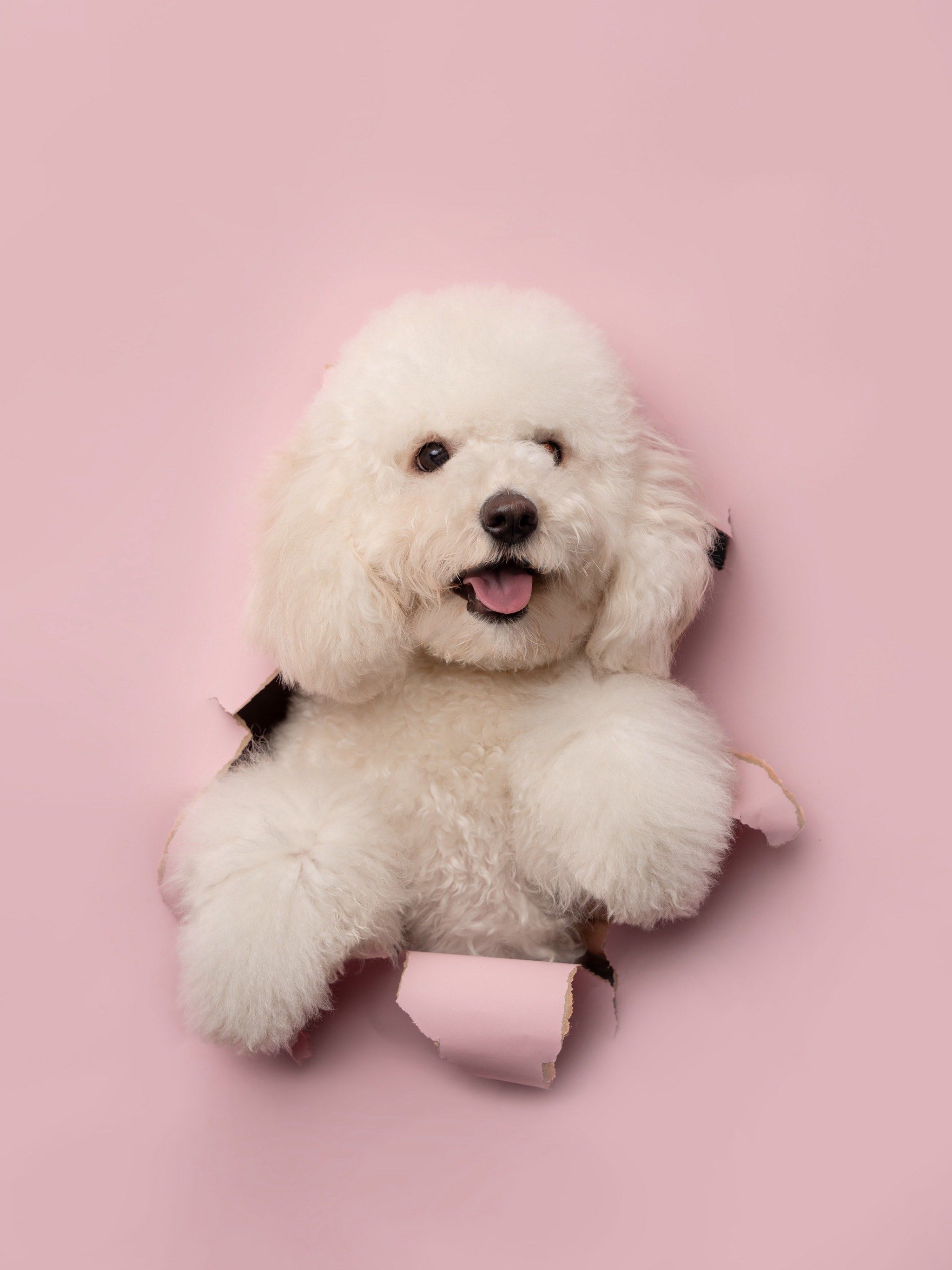 泰迪比熊犬 宠物摄影