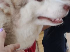 -Husky Go! 哈士奇体验馆·宠物咖啡厅狗咖