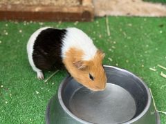 -神户市立六甲山牧场