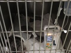 -美迦爱-动物医院·骨科·牙科·夜诊(朝阳路诊疗中心)