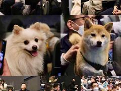 -龙湖成都上城天街