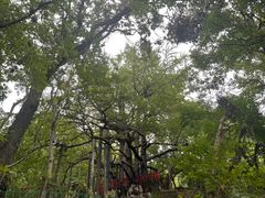 -张鸟园农家乐(张鸟园店)