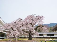 -醍醐寺