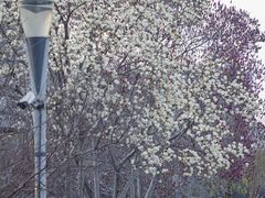 -西湖文化广场