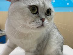 -宠颐生猫科·内科皮肤科(西平世纪城店)