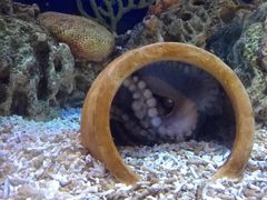 -珠海长隆海洋王国