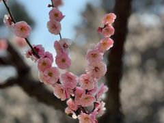 -无锡梅园公园