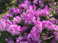 -桃源春晓中餐厅 TaoYuan Restaurant