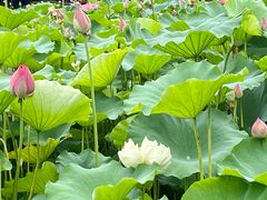-黄兴公园