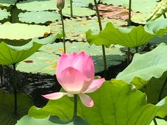 -云溪植物园